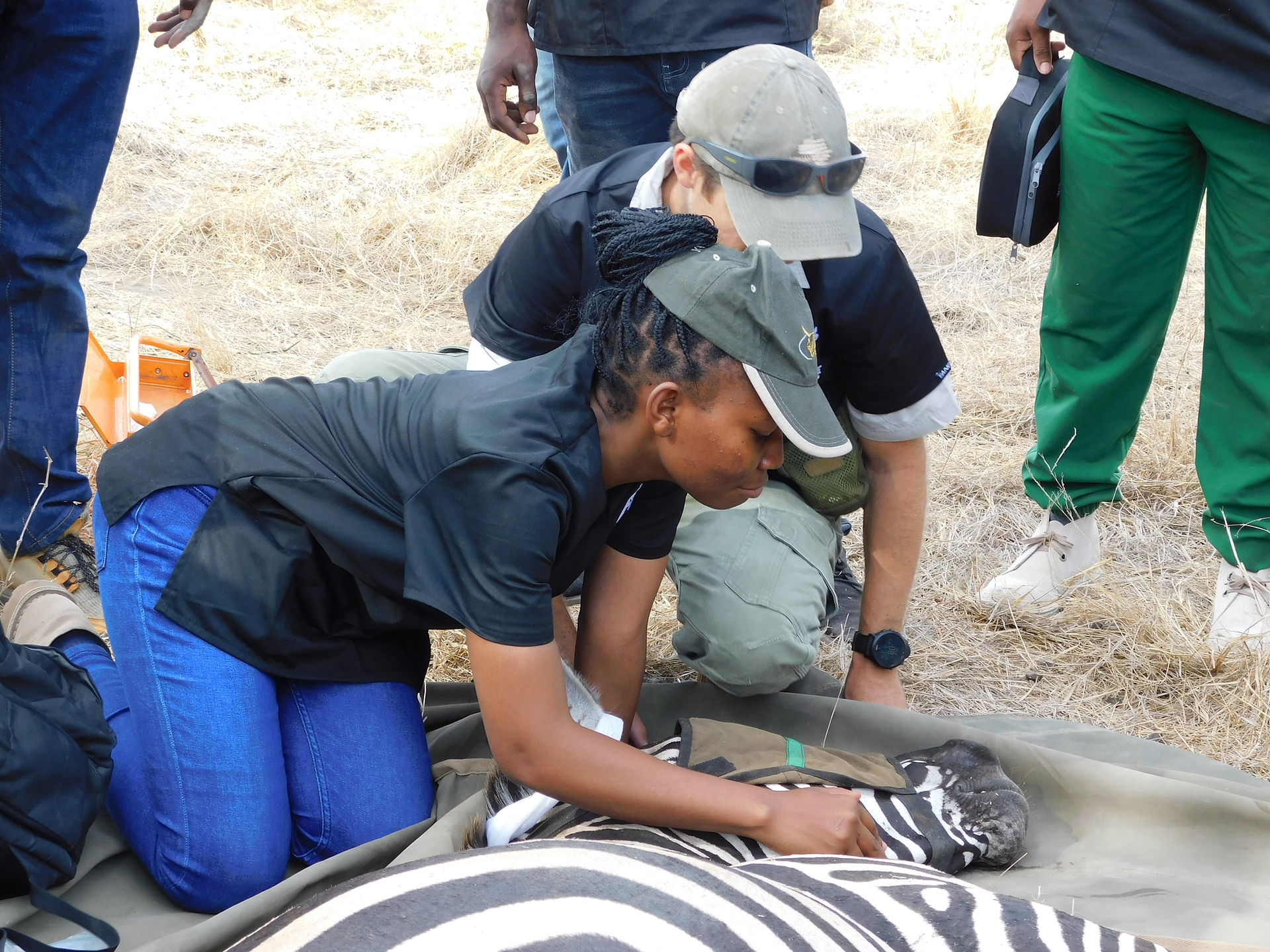 Wildlife Veterinary Training participants with a tranquillised zebra
