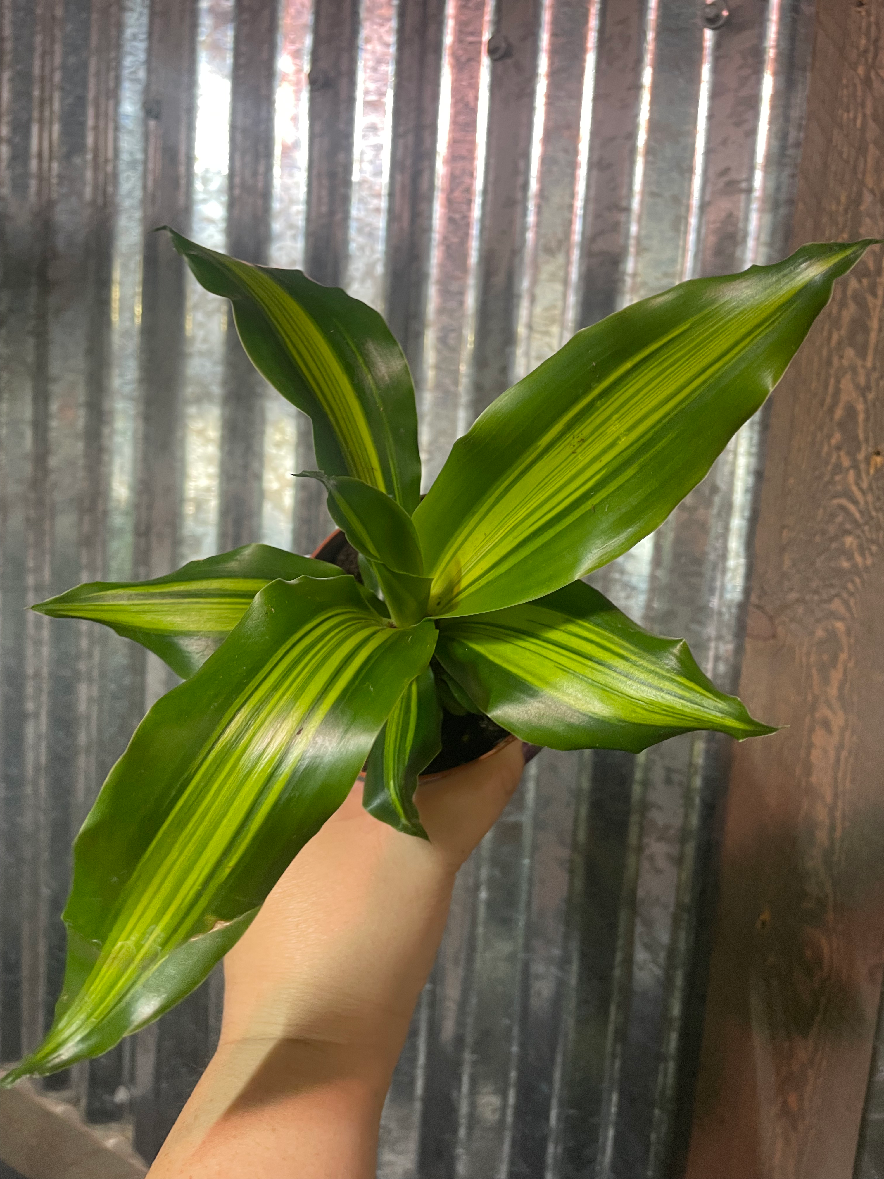 4" Dracaena Burley