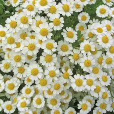 Feverfew wedding flowers Gypsophila alternative