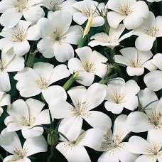 Corncockle wedding flowers Gypsophila alternative