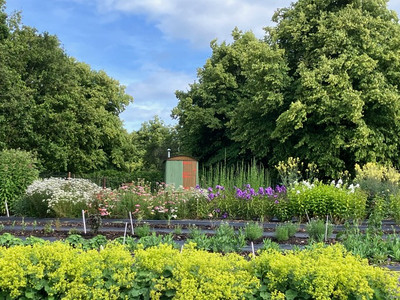 Cut flower farm in Wiltshire