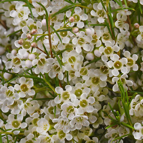Waxflower wedding flowers Gypsophila alternative