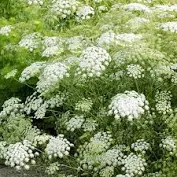 Queen Anne's Lace wedding flowers Gypsophila alternative