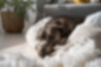 A brown dog lies on a torn pillow with stuffing out. It's in a sunny room near a potted plant and sofa, looking relaxed yet guilty.