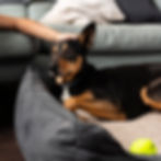 Dog being comforted by owner while laying on dog bed