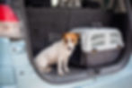 Brown and white dog sits in the open trunk of a car next to a gray pet carrier. The car's interior is dark gray. The dog looks calm.