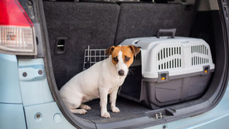 Brown and white dog sits in the open trunk of a car next to a gray pet carrier. The car's interior is dark gray. The dog looks calm.