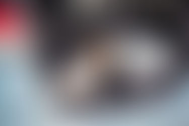 Un cane bianco e marrone siede nel bagagliaio aperto di un'auto accanto a un trasportino grigio. L'interno dell'auto è grigio scuro. Il cane sembra tranquillo.