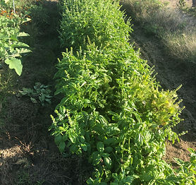 畑20201014-2.jpg