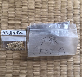 畑20210908.JPG
