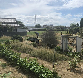 畑20200914-2.jpg