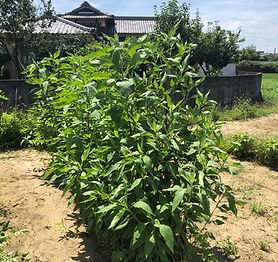 畑20210721-04.jpg