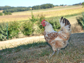 Vision des animaux sur la consommation de viande par les humains