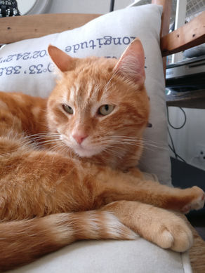 La Communication Animale et la santé