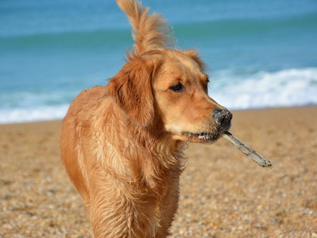 La durée de vie des animaux