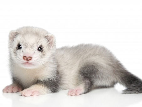 Extrait de communication avec un furet