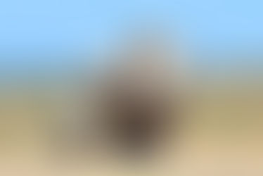 Message du rhinocéros