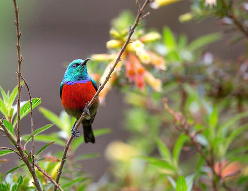 communication animale, intuitive, oiseau, comportement, soins énergétiques, fleurs de Bach