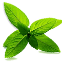 Fresh Mint Leaves
