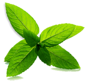 Mint Leaves