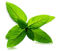 feuilles de menthe