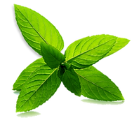 hojas de menta
