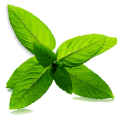 Mint Leaves