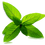 Thumbnail: Peppermint Essential Oil