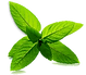 Mint Leaves