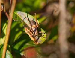 Bush Cricket
