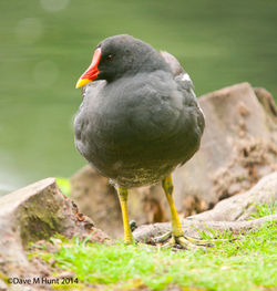 Moorhen