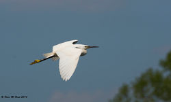 Little Egret
