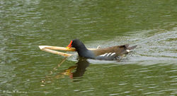 Moorhen
