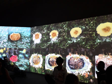 Núcleo Boracea - Itaú Cultural