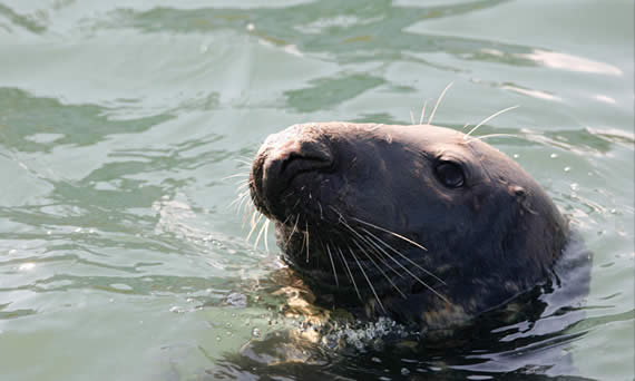 A seal in Lerwick Harbour