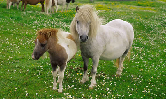 Shetland Ponies