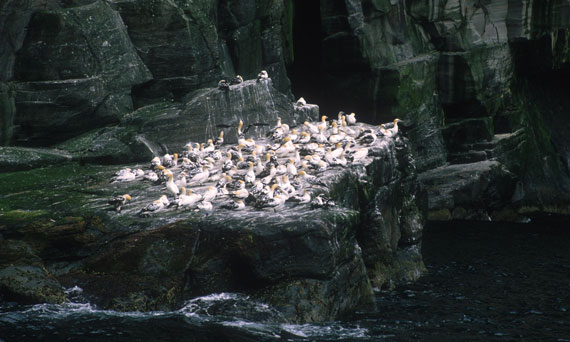 Gannets Take Roost