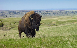 north dakota online chiropractic ce semi