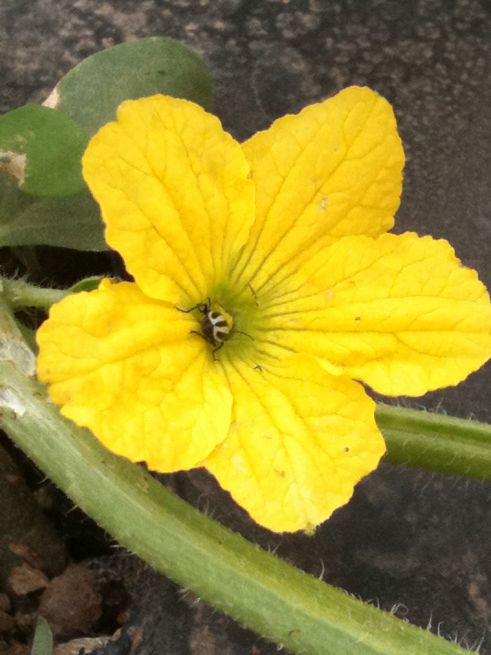 Thumbnail: Cucumber Flower Essence