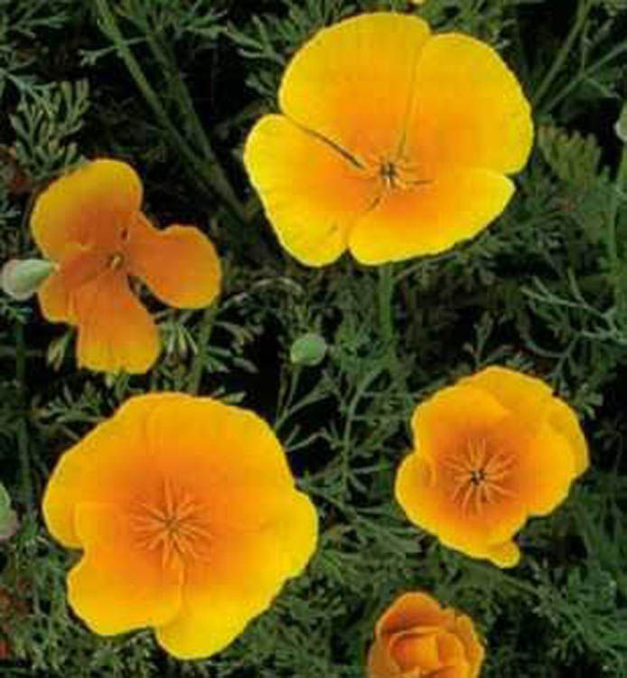 Thumbnail: California Poppy Flower Essence