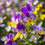 Thumbnail: Viola Flower Essence