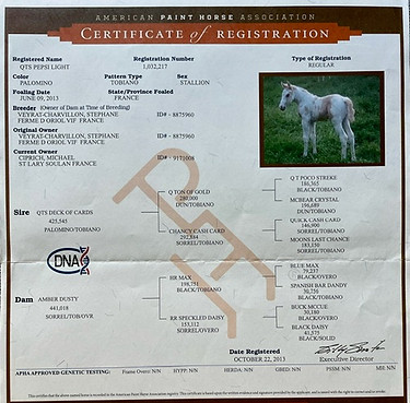 pedigree_pepsi_paint_horse
