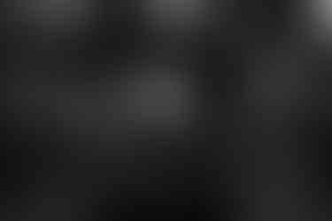 Bílý pes vykukující z batohu