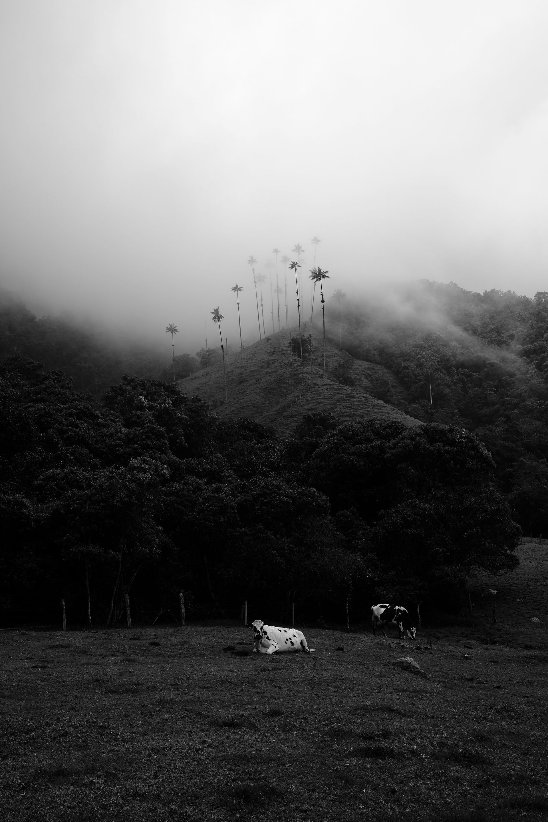 Krávy a palmy ve Vallee de Cocora