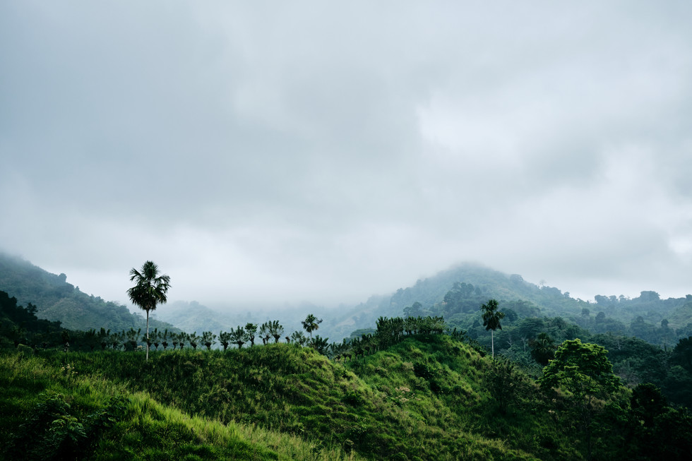 Panorama zamlženého pralesa