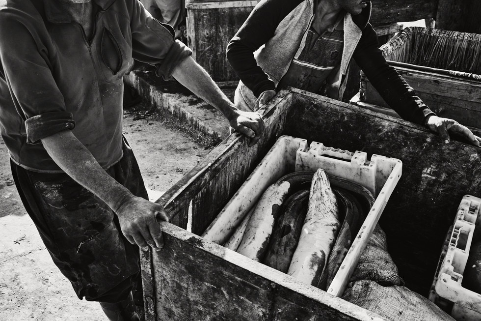 Muž tlačí vozík, ve kterém jsou bedny s rybami