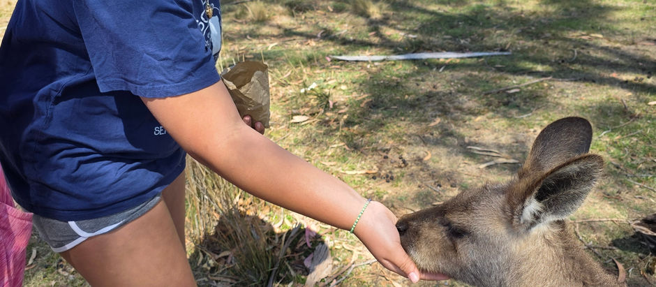 My favorite things about Australia
