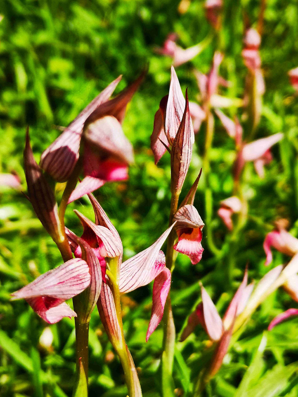 Serapias lingua L.
