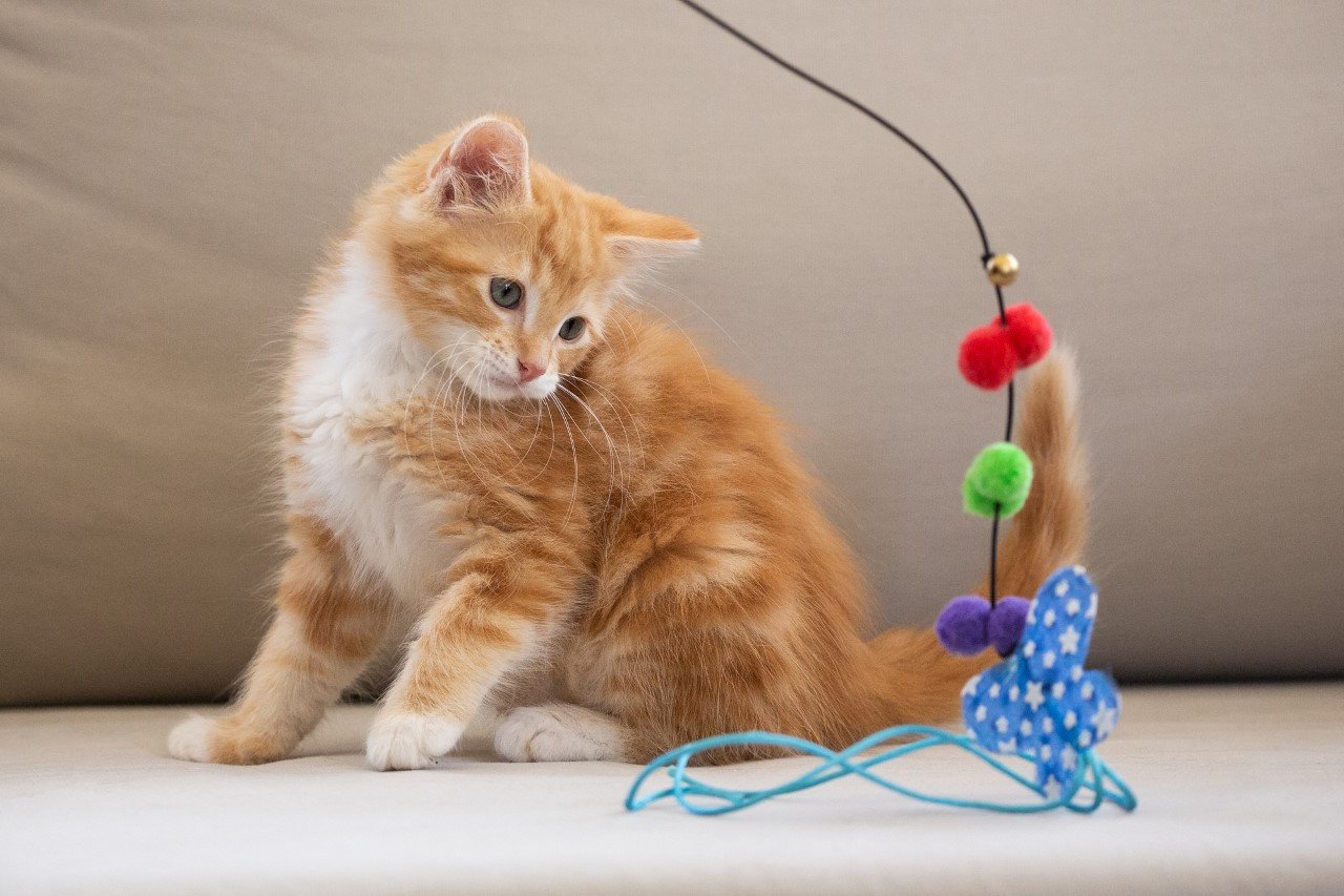 Contact Hills Cat Rescue