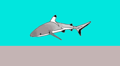Kingman Reef.gif